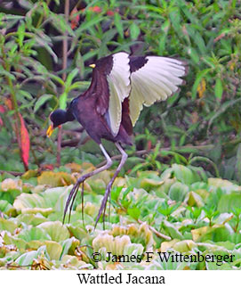 Wattled Jacana - &copy; James F Wittenberger and Exotic Birding LLC