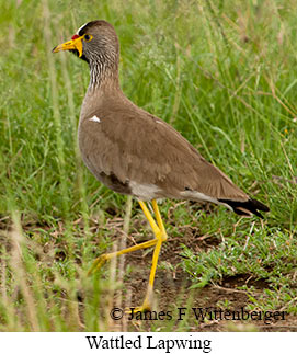 Wattled Lapwing - © James F Wittenberger and Exotic Birding LLC