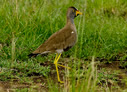Wattled Lapwing - © James F Wittenberger and Exotic Birding LLC