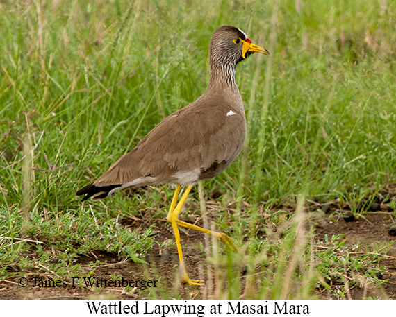 Wattled Lapwing - © James F Wittenberger and Exotic Birding LLC