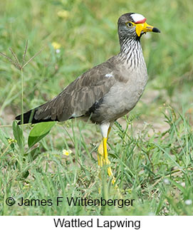 Wattled Lapwing - © James F Wittenberger and Exotic Birding LLC