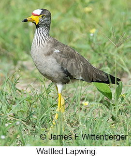 Wattled Lapwing - © James F Wittenberger and Exotic Birding LLC