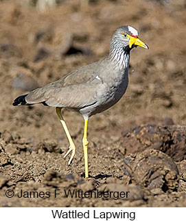 Wattled Lapwing - © James F Wittenberger and Exotic Birding LLC Wattled Lapwing - © James F Wittenberger and Exotic Birding LLC