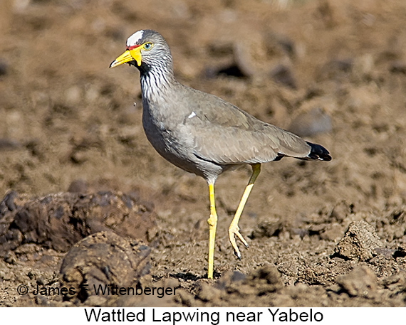 Wattled Lapwing - © James F Wittenberger and Exotic Birding LLC