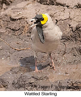 Wattled Starling - © James F Wittenberger and Exotic Birding LLC Wattled Starling - © James F Wittenberger and Exotic Birding LLC
