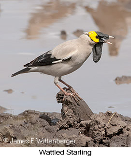 Wattled Starling - © James F Wittenberger and Exotic Birding LLC Wattled Starling - © James F Wittenberger and Exotic Birding LLC