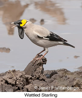 Wattled Starling - © James F Wittenberger and Exotic Birding LLC Wattled Starling - © James F Wittenberger and Exotic Birding LLC