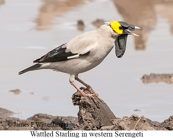 Wattled Starling - © James F Wittenberger and Exotic Birding LLC