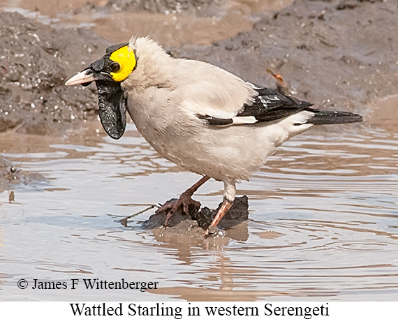 Wattled Starling - © James F Wittenberger and Exotic Birding LLC