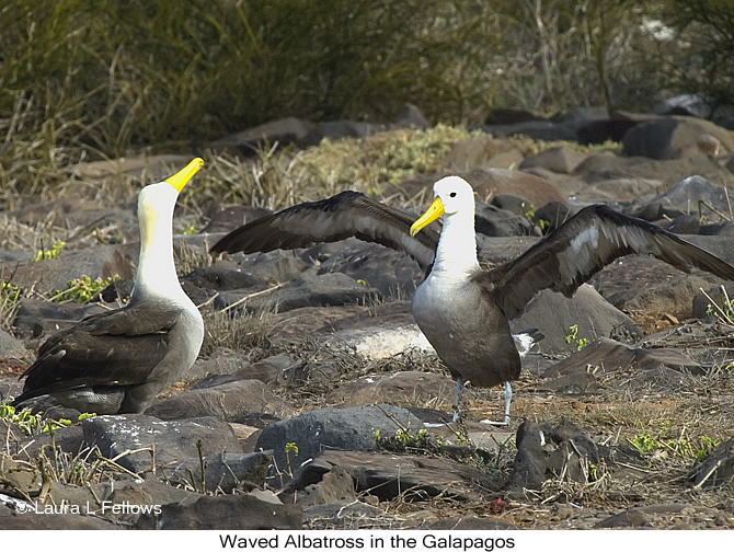 Waved Albatross - &copy; Laura L Fellows and Exotic Birding Tours