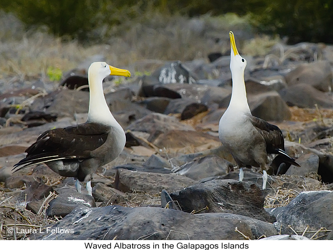 Waved Albatross - &copy; Laura L Fellows and Exotic Birding Tours