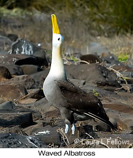 Waved Albatross - © Laura L Fellows and Exotic Birding LLC