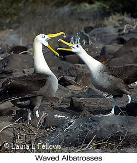 Waved Albatross - © Laura L Fellows and Exotic Birding LLC