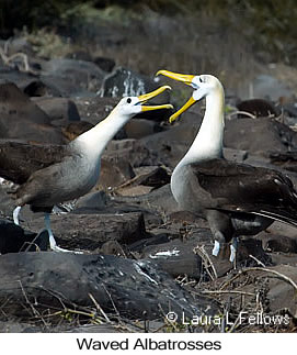 Waved Albatross - © Laura L Fellows and Exotic Birding LLC