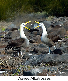 Waved Albatross - © Laura L Fellows and Exotic Birding LLC Waved Albatross - © Laura L Fellows and Exotic Birding LLC