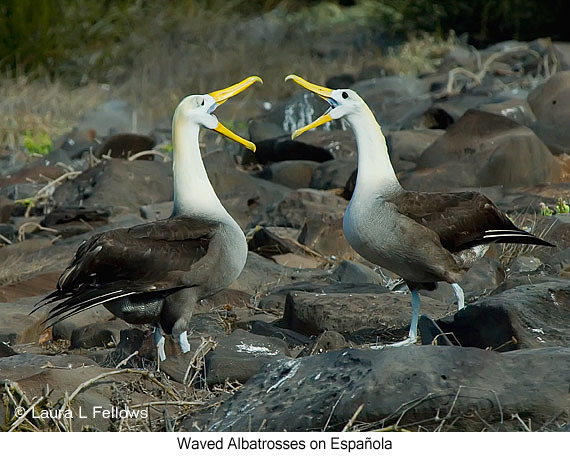 Waved Albatross - © Laura L Fellows and Exotic Birding LLC