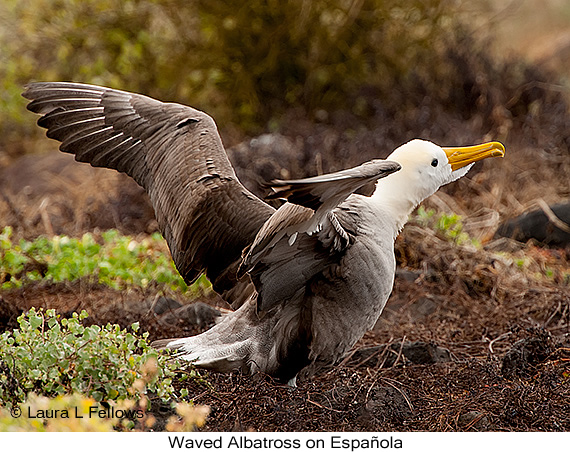 Waved Albatross - © James F Wittenberger and Exotic Birding LLC