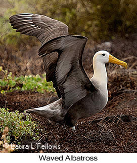 Waved Albatross - © Laura L Fellows and Exotic Birding LLC Waved Albatross - © Laura L Fellows and Exotic Birding LLC