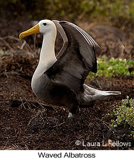 Waved Albatross - © Laura L Fellows and Exotic Birding LLC