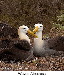 Waved Albatross - © Laura L Fellows and Exotic Birding LLC