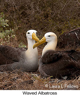 Waved Albatross - © Laura L Fellows and Exotic Birding LLC