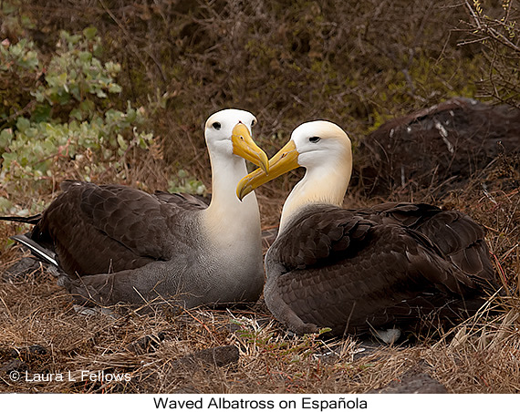 Waved Albatross - © Laura L Fellows and Exotic Birding LLC