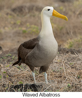 Waved Albatross - © Laura L Fellows and Exotic Birding LLC