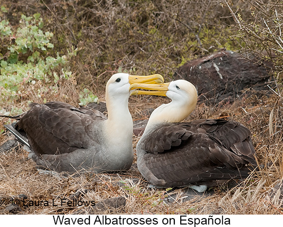 Waved Albatross - © James F Wittenberger and Exotic Birding LLC Waved Albatross - © James F Wittenberger and Exotic Birding LLC