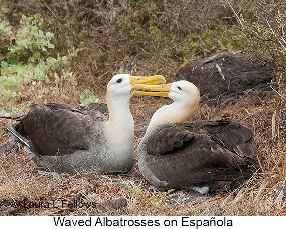 Waved Albatross - © James F Wittenberger and Exotic Birding LLC