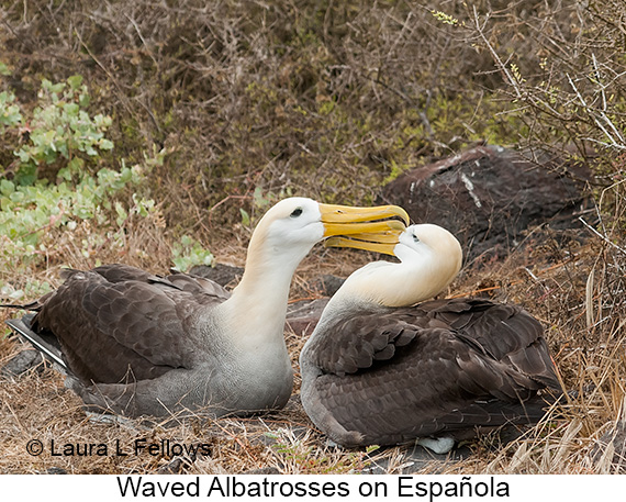 Waved Albatross - © James F Wittenberger and Exotic Birding LLC Waved Albatross - © James F Wittenberger and Exotic Birding LLC