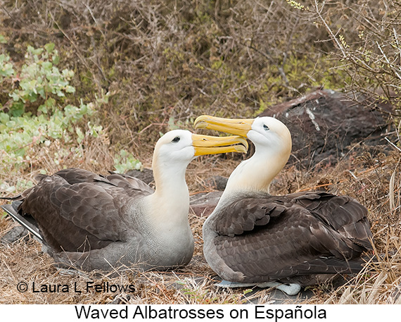 Waved Albatross - © James F Wittenberger and Exotic Birding LLC