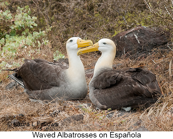 Waved Albatross - © James F Wittenberger and Exotic Birding LLC