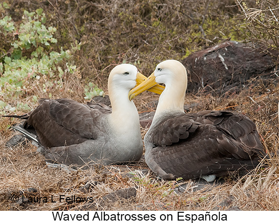 Waved Albatross - © James F Wittenberger and Exotic Birding LLC