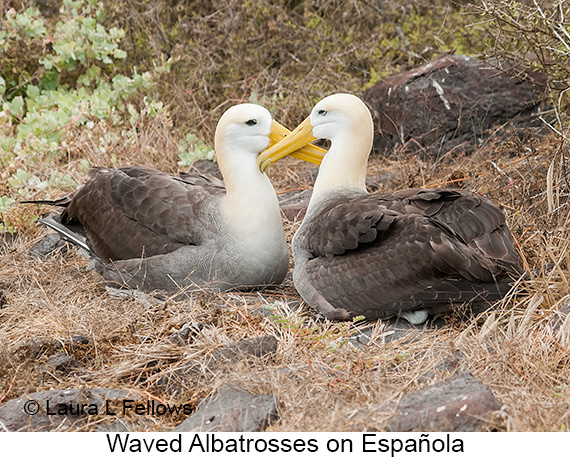 Waved Albatross - © The Photographer and Exotic Birding LLC