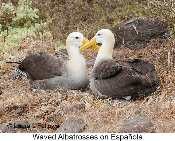 Waved Albatross - © James F Wittenberger and Exotic Birding LLC