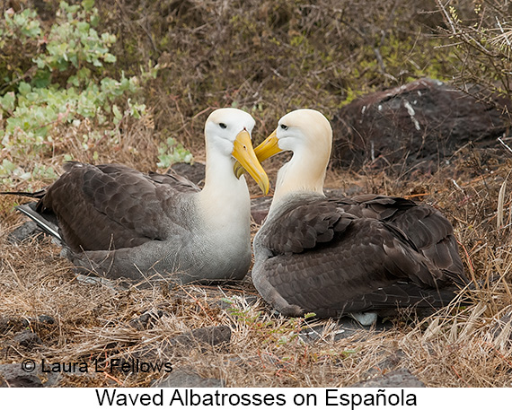Waved Albatross - © James F Wittenberger and Exotic Birding LLC
