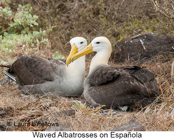 Waved Albatross - © James F Wittenberger and Exotic Birding LLC