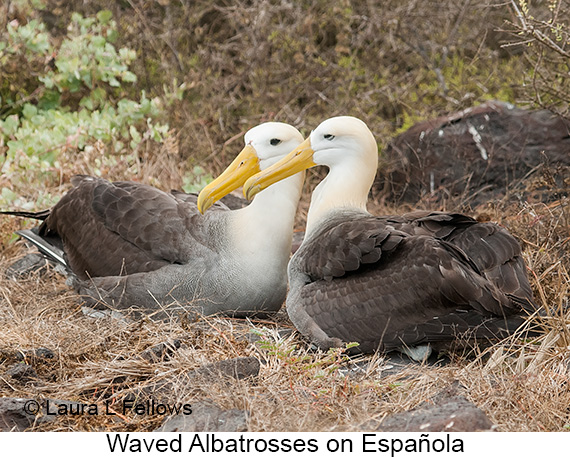 Waved Albatross - © James F Wittenberger and Exotic Birding LLC