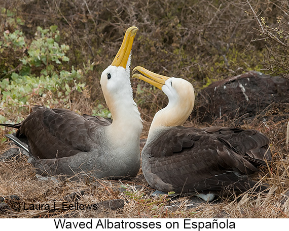 Waved Albatross - © James F Wittenberger and Exotic Birding LLC