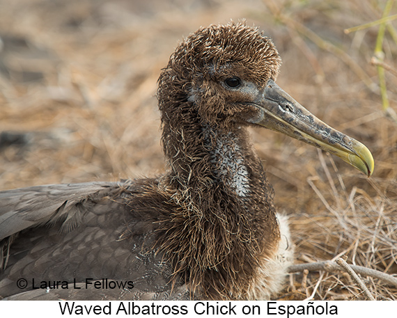 Waved Albatross - © James F Wittenberger and Exotic Birding LLC