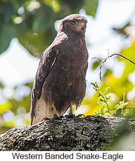 Banded Snake-Eagle - © James F Wittenberger and Exotic Birding LLC
