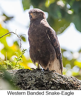 Banded Snake-Eagle - &copy; James F Wittenberger and Exotic Birding LLC