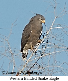 Western Banded Snake-Eagle - &copy; James F Wittenberger and Exotic Birding LLC