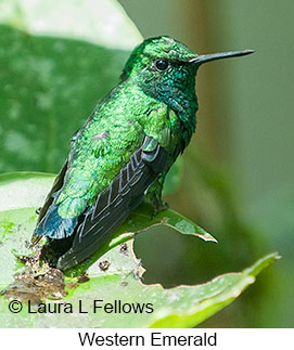 Western Emerald - © Laura L Fellows and Exotic Birding LLC
