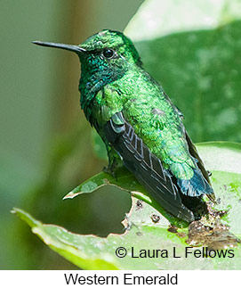 Western Emerald - © Laura L Fellows and Exotic Birding Tours