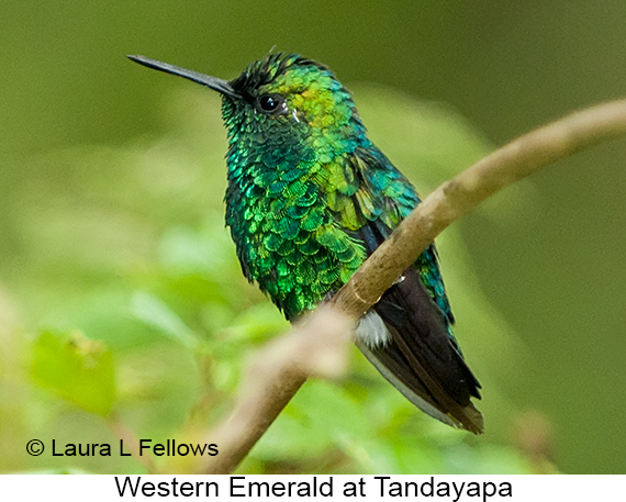 Western Emerald - © The Photographer and Exotic Birding LLC