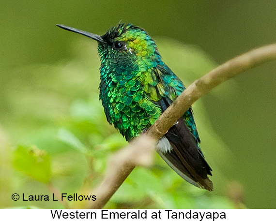 Western Emerald - © James F Wittenberger and Exotic Birding LLC Western Emerald - © James F Wittenberger and Exotic Birding LLC