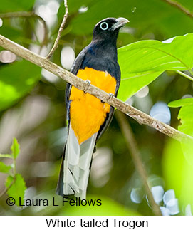 White-tailed Trogon - © Laura L Fellows and Exotic Birding LLC