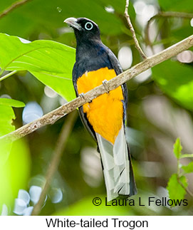 White-tailed Trogon - © Laura L Fellows and Exotic Birding LLC