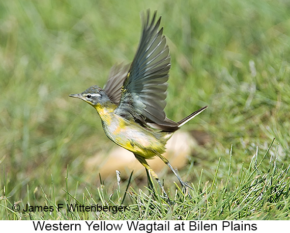 Western Yellow Wagtail - © The Photographer and Exotic Birding LLC